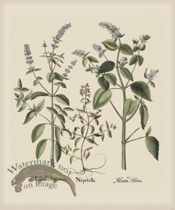 Besler 229 Colored B2